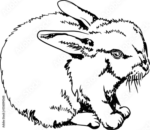 Rabbit. Hand drawn vector illustration on transparent background. Sketch