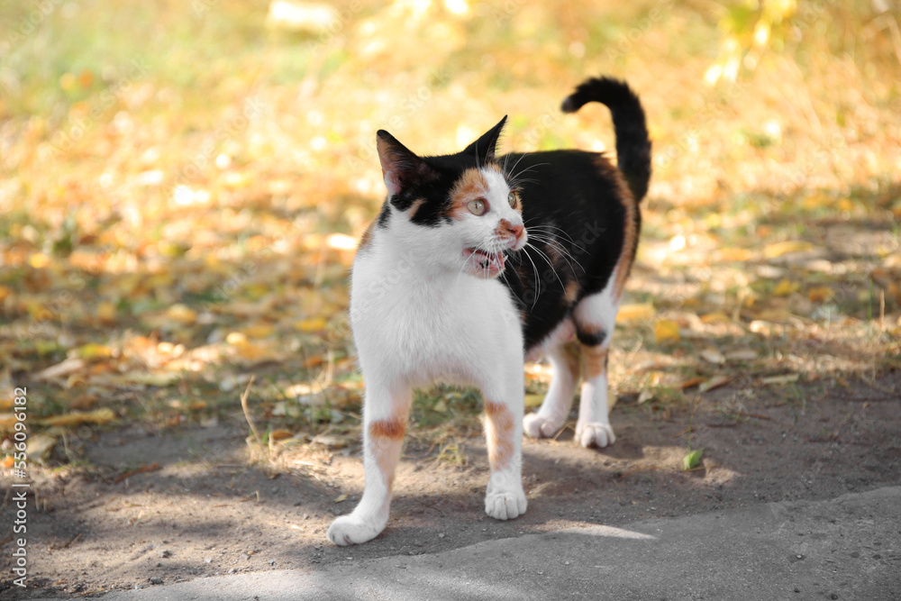 Lonely stray cat on near green grass. Homeless pet Lonely stray cat on near green grass. Homeless pet