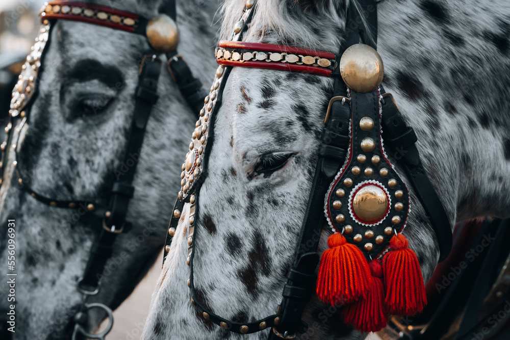 Black and white horse close-up portrait with traditional red and gold decoration. Horse carriage on the main old town market square in Krakow, Poland.