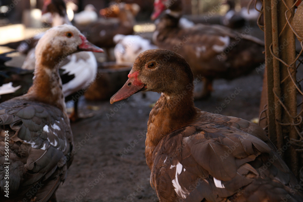 Many Muscovy ducks in farmyard on sunny day. Rural life Many Muscovy ducks in farmyard on sunny day. Rural life