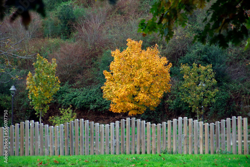Fototapeta Naklejka Na Ścianę i Meble -  Autumn colors in an urban park