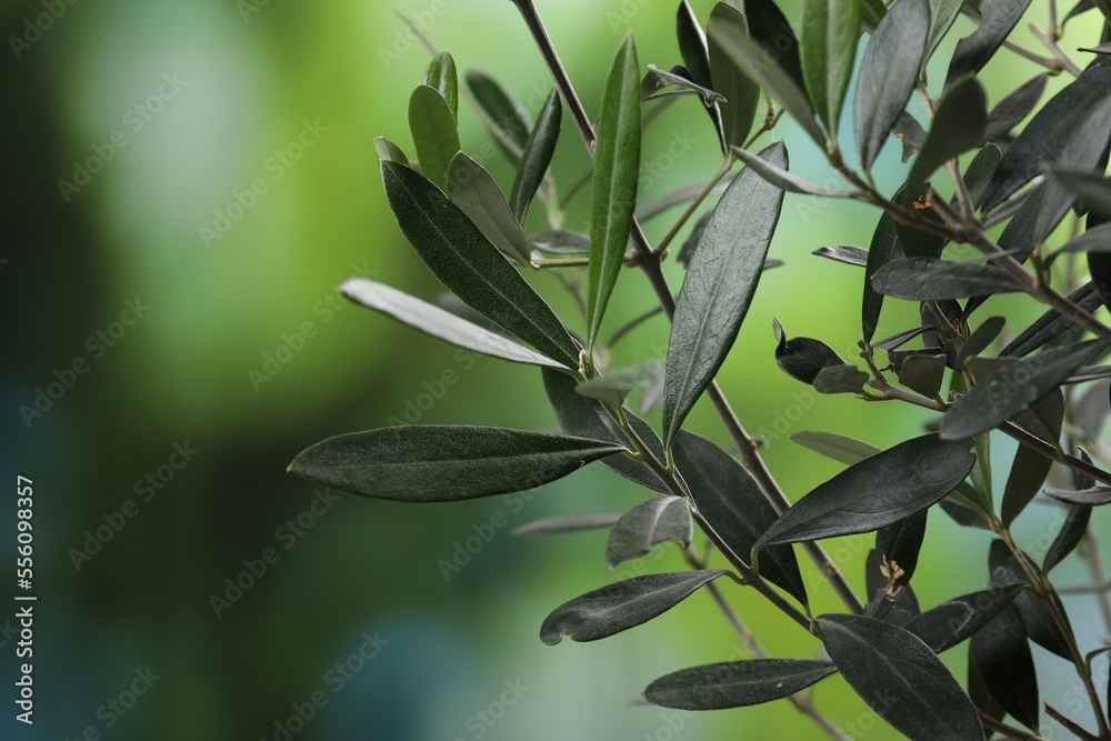 Olive twigs with fresh green leaves on blurred background, closeup Olive twigs with fresh green leaves on blurred background, closeup