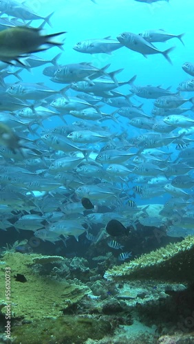 Wallpaper Mural Vertical video of school of bigeye trevallies swimming over healthy hard and soft coral reef Torontodigital.ca