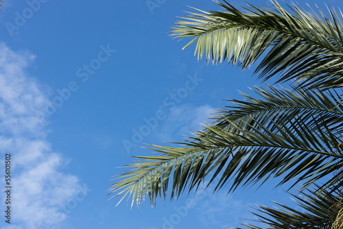 Palm branches against the blue summer sky. High quality photo © Margo_Alexa