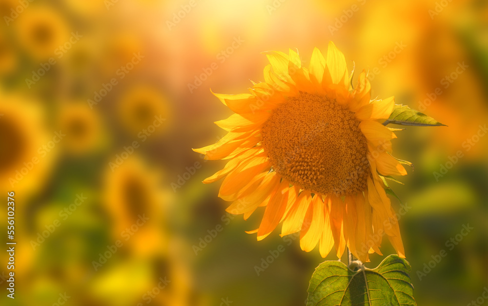 Fototapeta premium Sunflower on the field in the sunlight