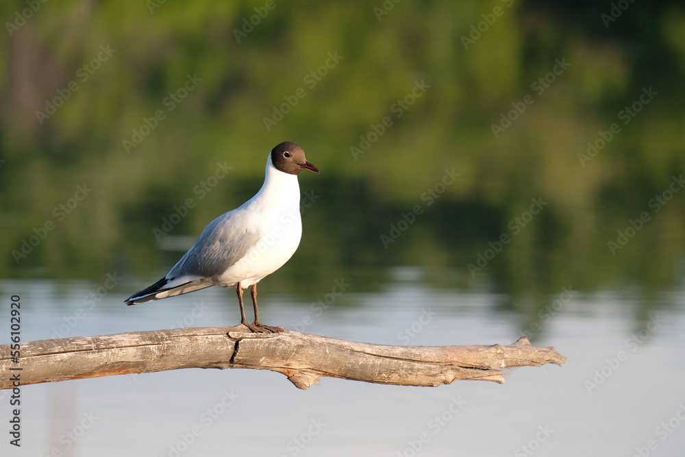 the bird looks forward sitting on a branch the bird looks forward sitting on a branch