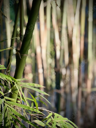 bamboo forest as wall in the garden