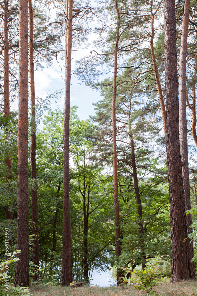 Fototapeta premium Kiefernwald in Brandenburg