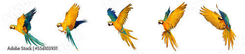 Set of macaw parrot flying isolated on transparent background.