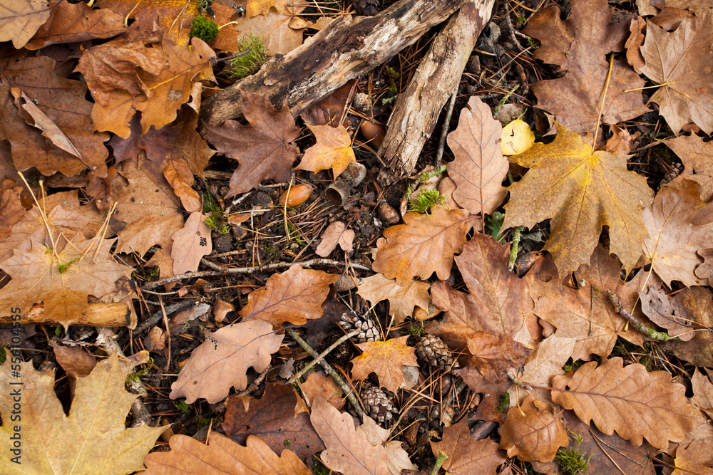 Blätter auf dem Waldboden