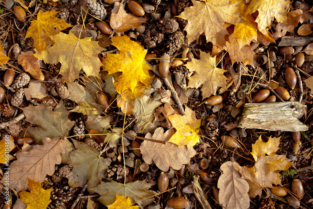 Waldboden im Herbst Waldboden im Herbst