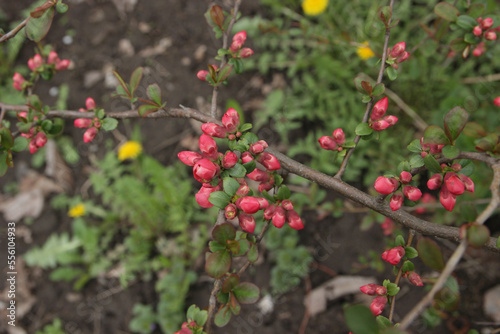 Beautiful pink flowers of a decorative apple tree in the garden.