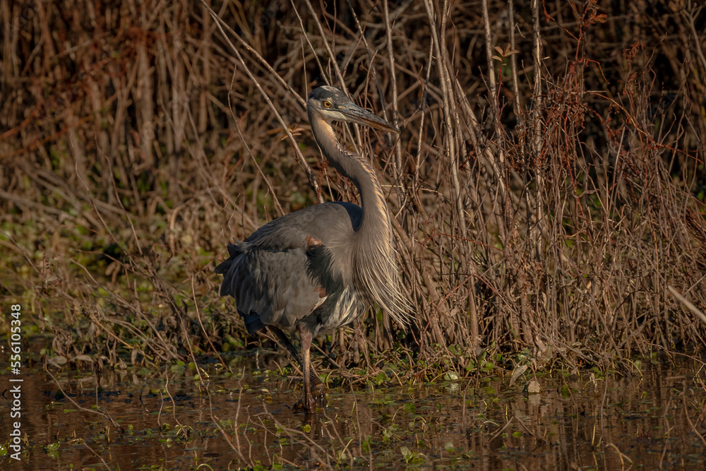 Portrait of a Great Blue Heron