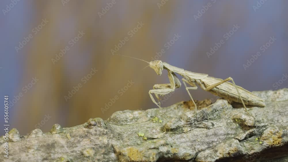 Female praying mantis sitting on tree branch, masquerading against its background, froze and looks into the camera. Crimean praying mantis (Ameles heldreichi) Female praying mantis sitting on tree branch, masquerading against its background, froze and looks into the camera. Crimean praying mantis (Ameles heldreichi)