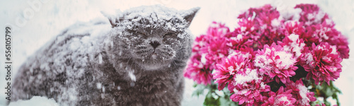 Blue British shorthair cat walking outdoors in the snow during snowfall. The cat sits near chrysanthemum flowers covered with snow. Horizontal banner