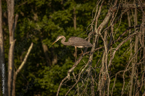 Great Blue Heron perched on a tree branch