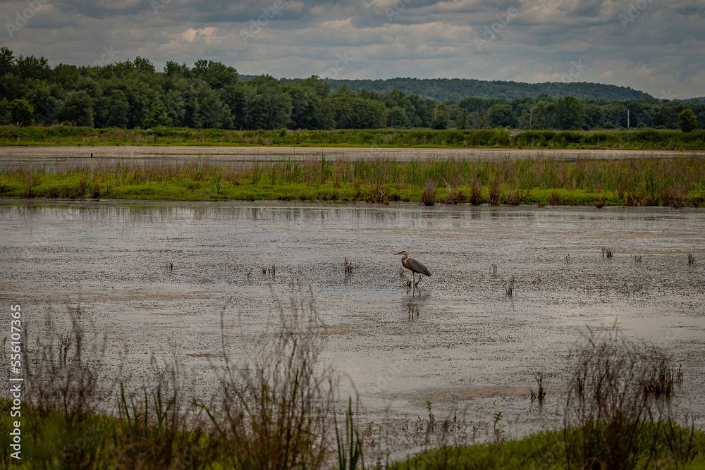 A lone Great Blue Heron stands in the marsh A lone Great Blue Heron stands in the marsh