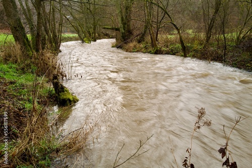 Meandering creek with high, muddy water through bare winter woodland — swollen river after heavy rain