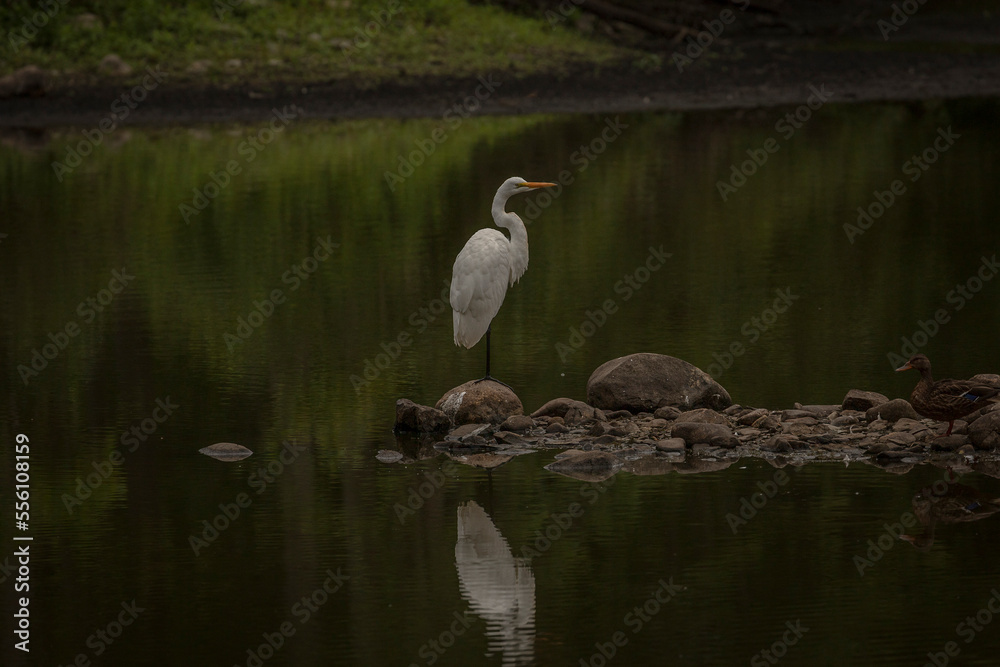 Great Egret stands on a berm in the marsh Great Egret stands on a berm in the marsh
