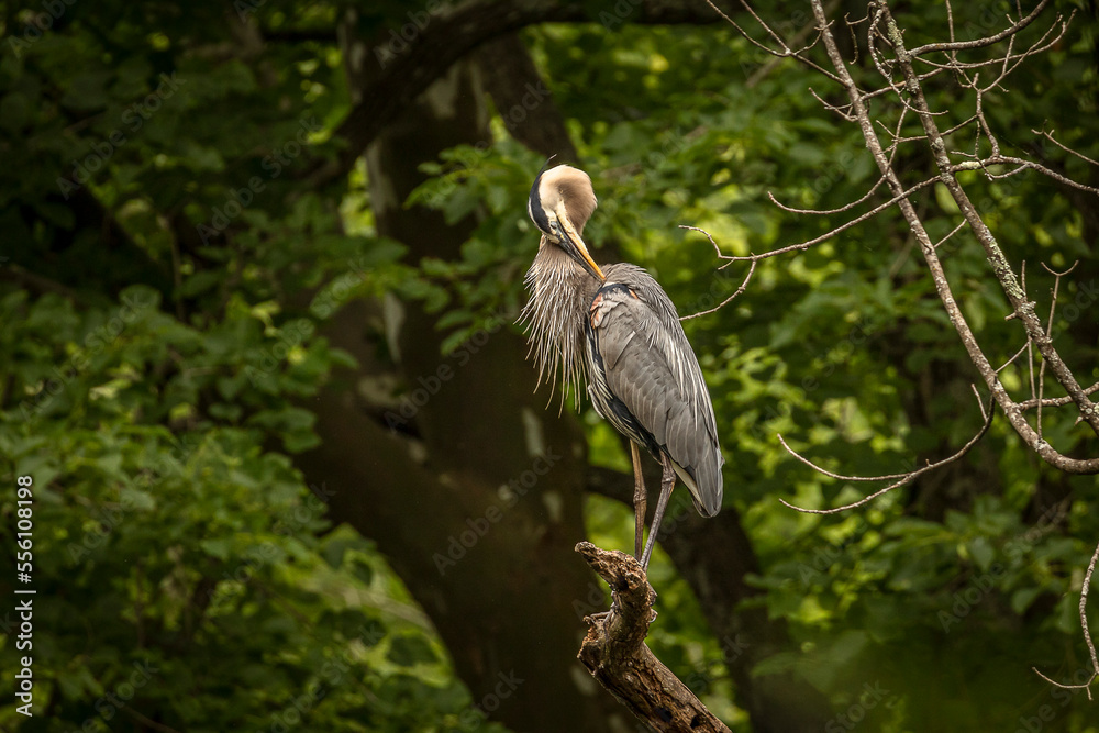 Fototapeta premium Great Blue Heron perched on a tree branch over the river
