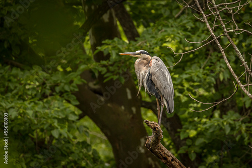 Great Blue Heron perched on a tree branch over the river