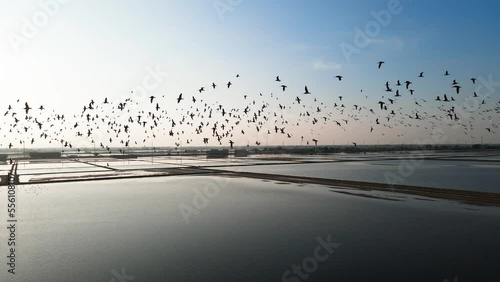 drone shot birds flying above salt field 4k 60fps