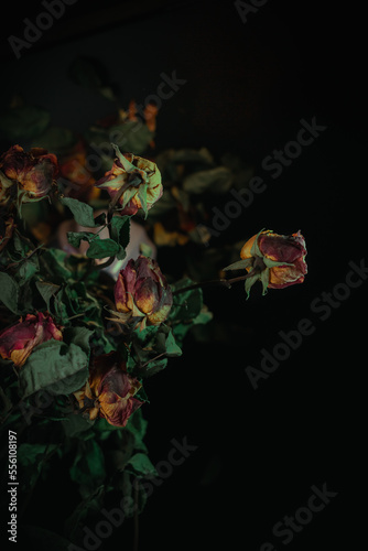 Macro close up multicolored orange dried rose bloom bouquet in ceramic retro vase Black background
