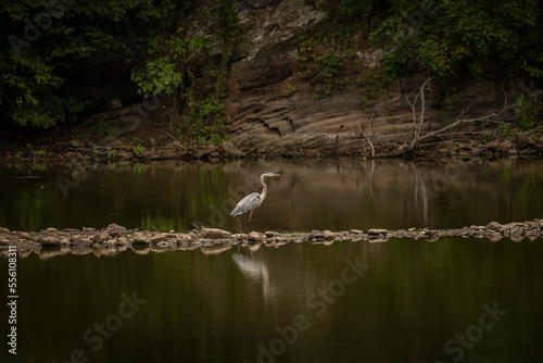 Great Egret on a berm in the marsh