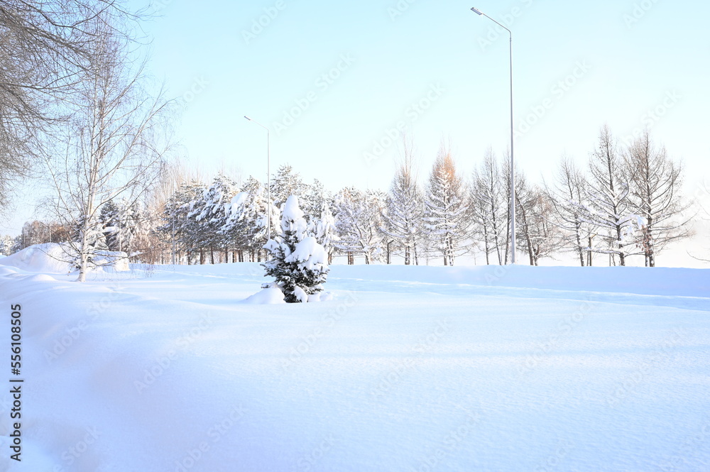 Snowy frosty fir branches. Snowy winter background. Natural forest light landscape. Snowfall. A beautiful tall tree and a rising sky. A frosty magical scene in an outdoor park. Sunny. Brightly. Snow. 
