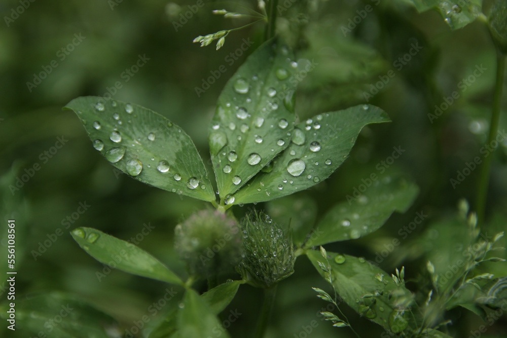 Transparent drops of water on clover leaves. Transparent drops of water on clover leaves.