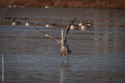 Great Blue Heron lands on the frozen water of the marsh