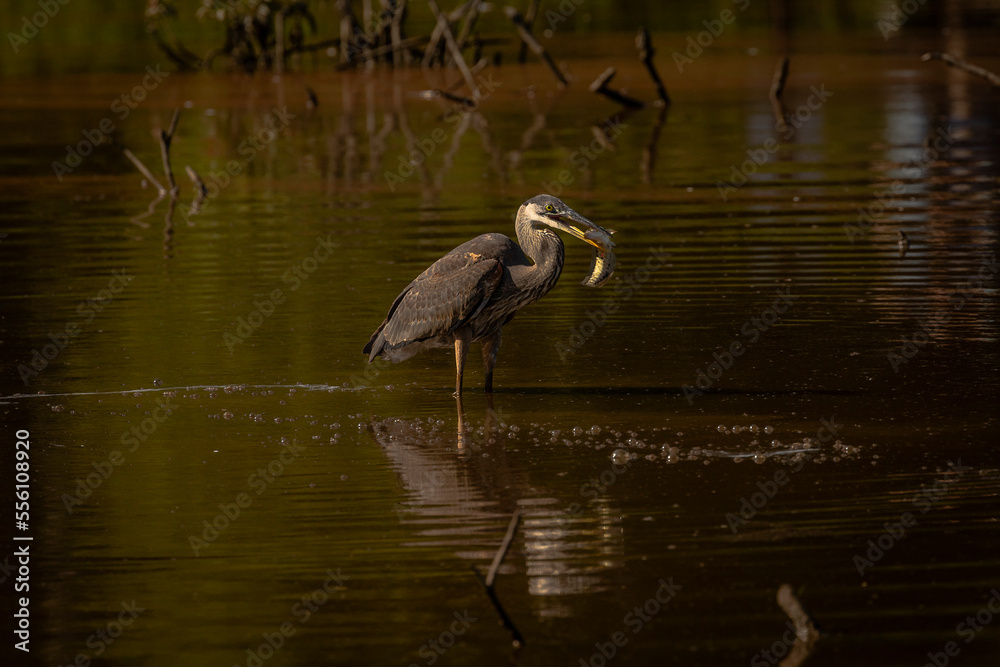 Naklejka premium Great Blue Heron fishes in the marsh