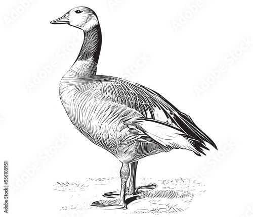 Duck sketch hand drawn engraving style Vector illustration