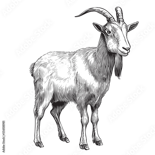 Goat farm hand drawn engraving style sketch Vector illustration.