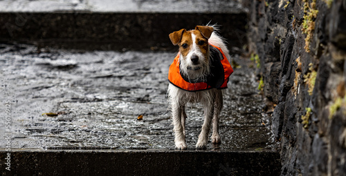 Cane cucciolo jack russell bagnato sotto la pioggia con impermeabile photo