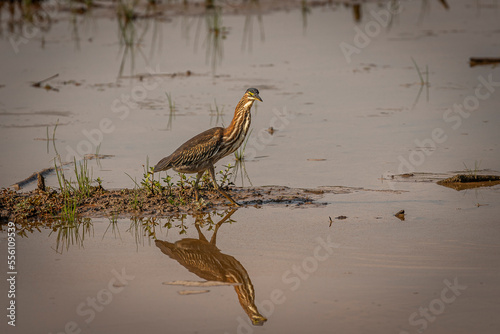 August 25, Huntley Meadows photo