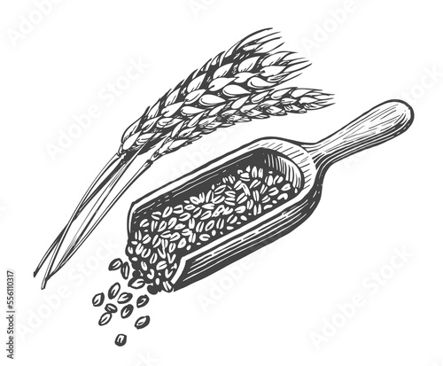 Wheat grains, wooden scoop and ears of wheat. Healthy organic natural farm food. Vintage sketch vector illustration