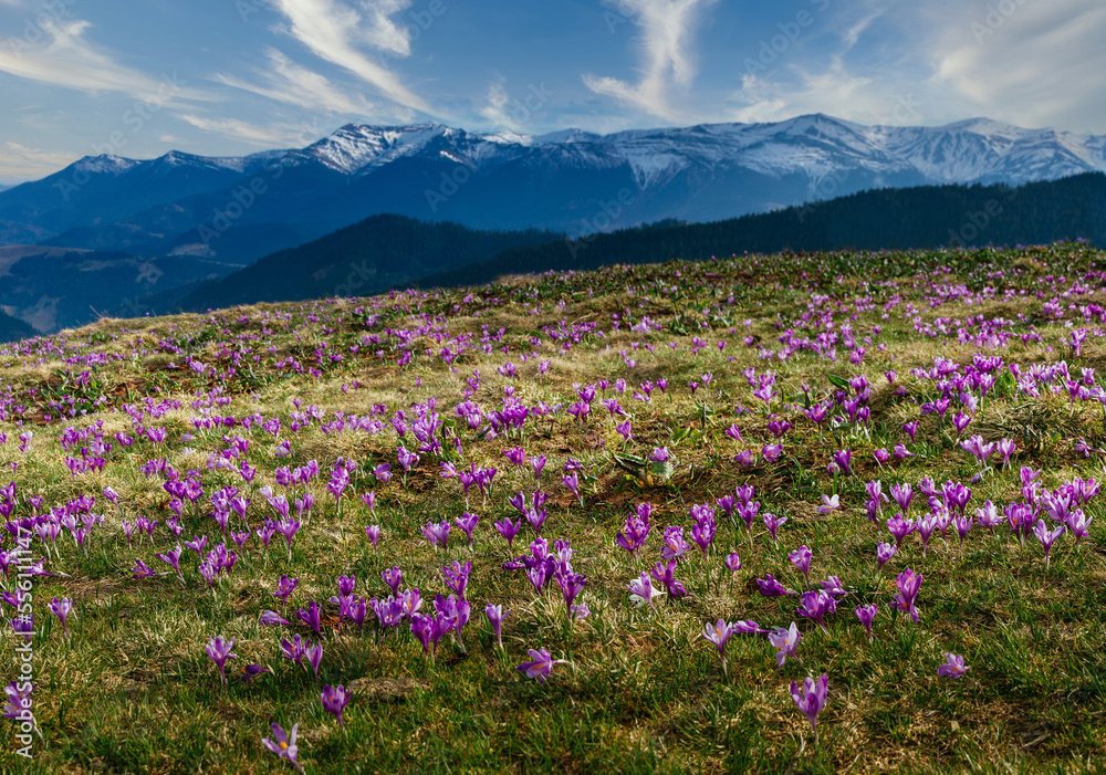 Panoramic landscape in the mountains at the spring. View view of the meadow on which crocuses bloom in the background of snow-capped mountains. Soft focus effect.