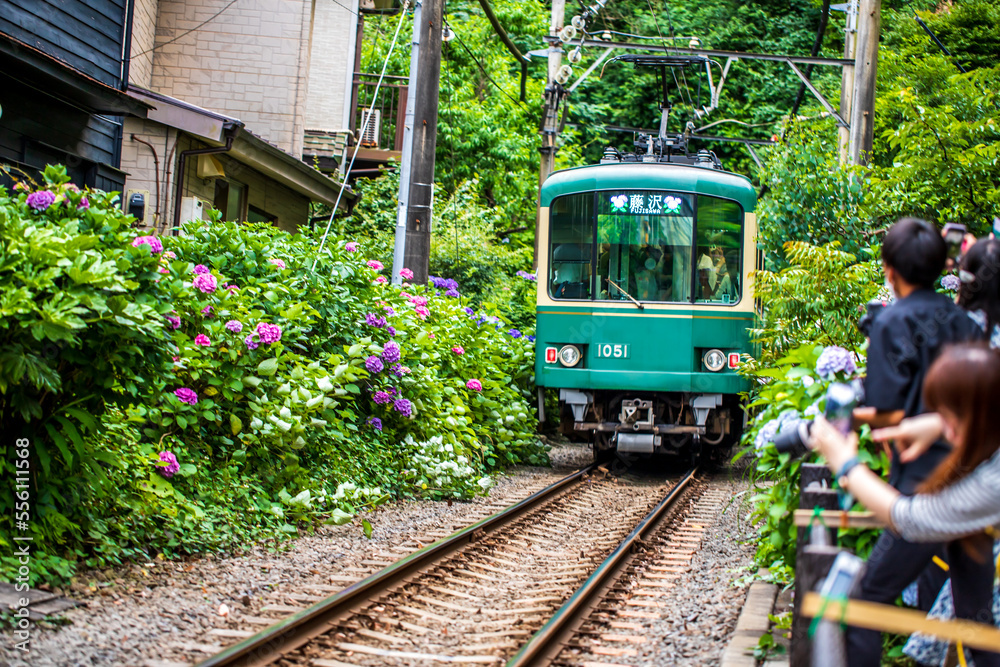 Naklejka premium 神奈川県鎌倉 江ノ電とあじさい