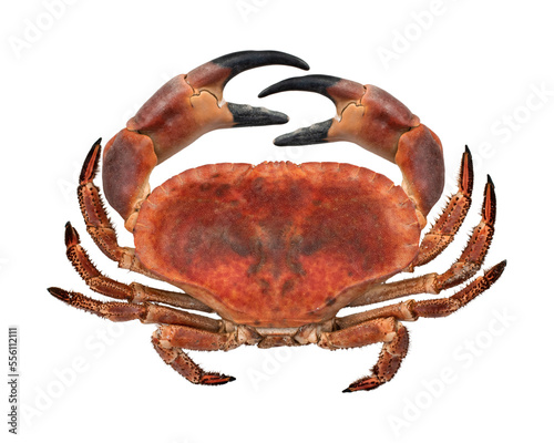 big red boiled crab isolated on white background. Top view. photo