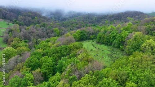 Beech forest in spring. Aerial view from a drone. Municipality of Villafufre. Town of Rasillo. Cantabria. Spain. Europe photo