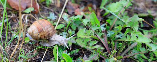 Snail crawling on ground in nature reserve Green Belt in Asbach-Sickenberg in Eichsveld Thuringen in Germany photo