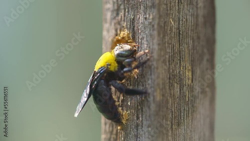 Carpenter bee drilling holes in wood full of sawdust. Close up of Tropical bumble bee (Xylocopa latipes). Explore the world of insects. 4K Footage time lapse.