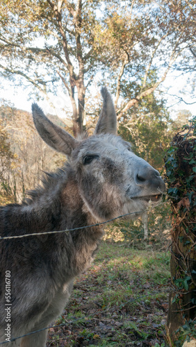 Burro comiendo hojas de una enredadera en un campo