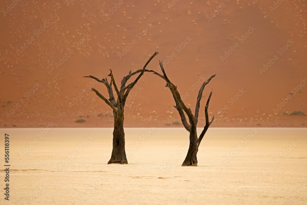 Dead Camelthorn Trees against red dunes and blue sky in Namib-Naukluft National Park, Namibia, Africa