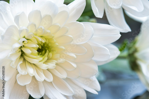 Beautifull white chrysant flower close up photo
