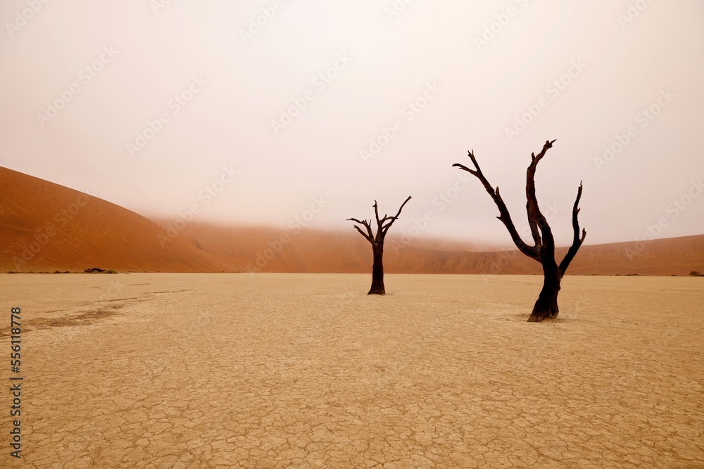 Dead Camelthorn Trees against red dunes and blue sky in Namib-Naukluft National Park, Namibia, Africa