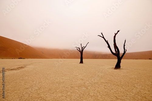 Dead Camelthorn Trees against red dunes and blue sky in Namib-Naukluft National Park  Namibia  Africa