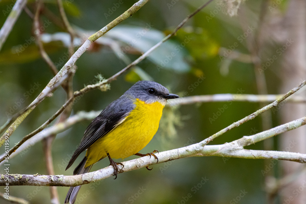 Beautiful and colorful bird, eastern yellow robin, spotted in Atherton Tablelands in Queensland, Australia. Birds of Australia, widlife of Australia