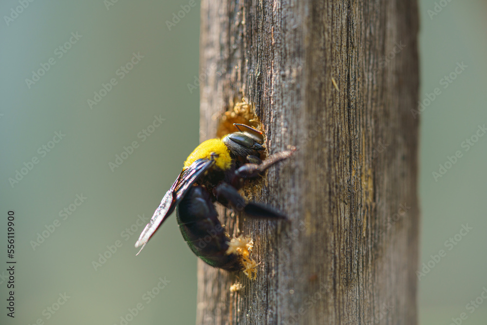 Carpenter bee drilling holes in wood full of sawdust. Close up of